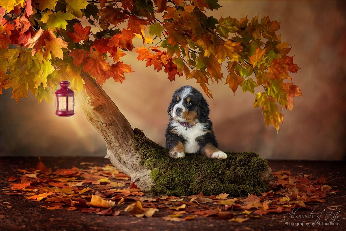 Farbenprächtiger Herbst - Haustier-Fotografie